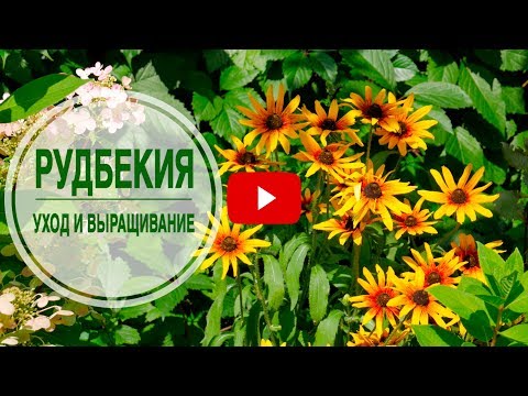 ماذا تزرع في فراش الزهرة؟ �� RUDBEKIA �� ميزات الزراعة