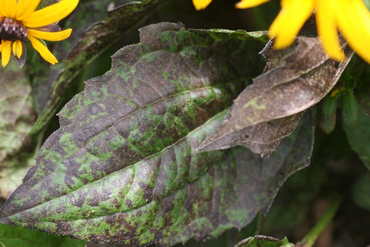 Παράσιτα και ασθένειες της rudbeckia