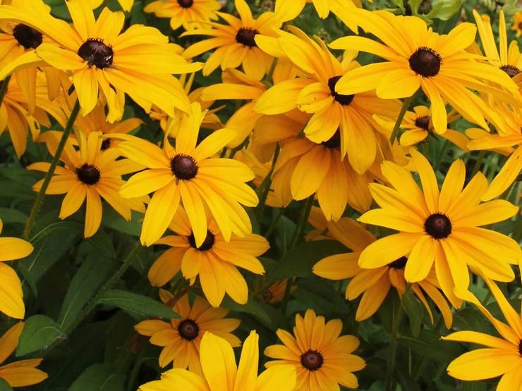 Rudbeckia behåret