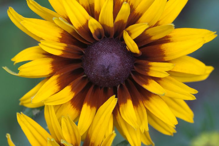 Rudbeckia bicolor