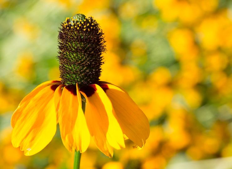 تغلف Rudbeckia