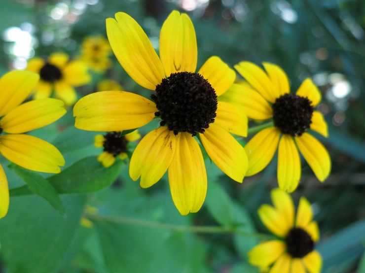 Rudbeckia triloba