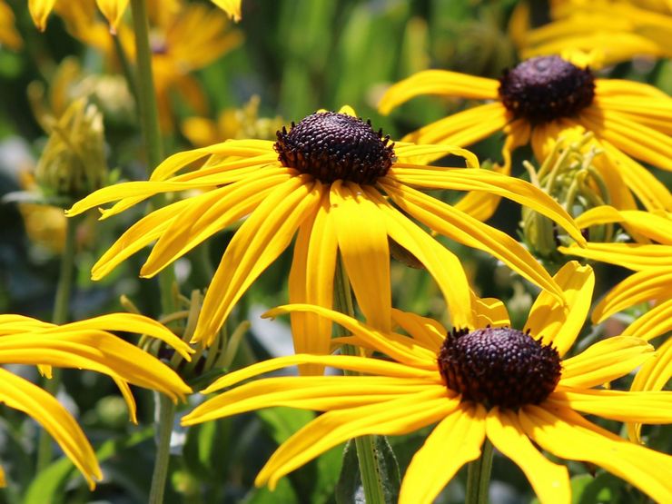 Rudbeckia الرائعة ، أو المتألقة