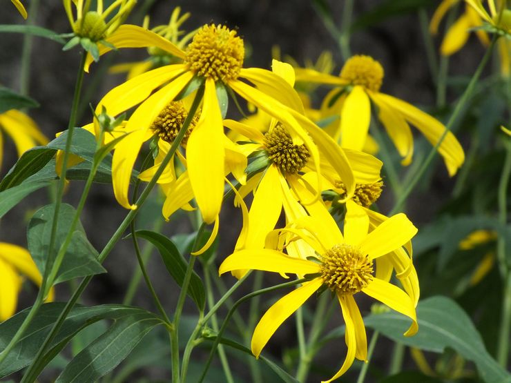 Rudbeckia تشريح ، أو مشقوق الأوراق