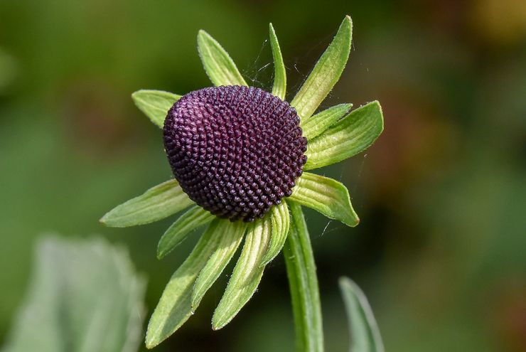 Δυτική rudbeckia