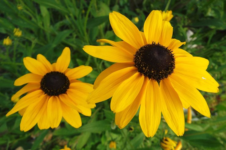 Γιγαντιαία rudbeckia