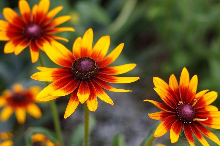 Περιγραφή της rudbeckia