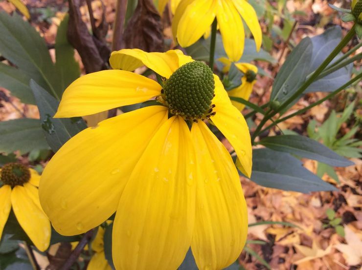 Rudbeckia لامع