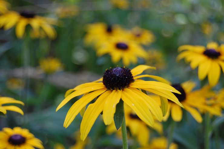 Rudbeckia جميلة أو جميلة