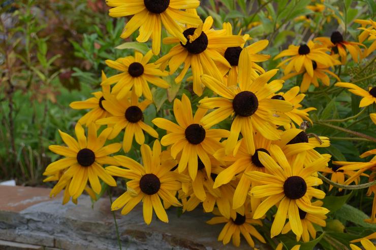 الاختلافات بين rudbeckia و echinacea