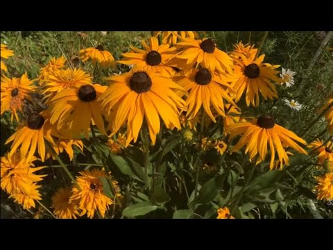 Rudbeckia البذر الشتوي.