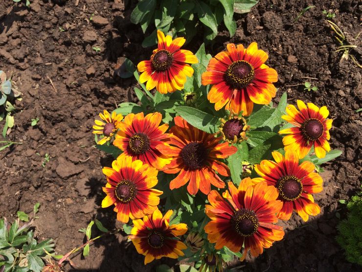 Plantning af rudbeckia i åbent terræn