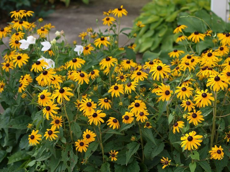 Rudbeckia φροντίδα