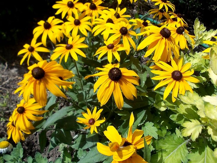 Μεταμόσχευση Rudbeckia