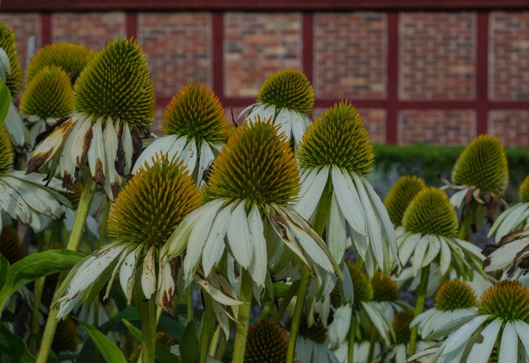 Rudbeckia بعد الإزهار