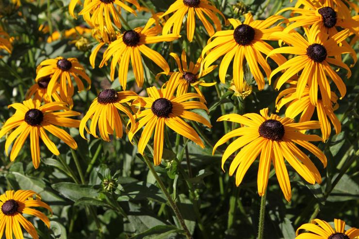 مصنع Rudbeckia