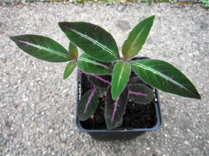 Unge planter skal plantes om hvert år og voksne efter behov.