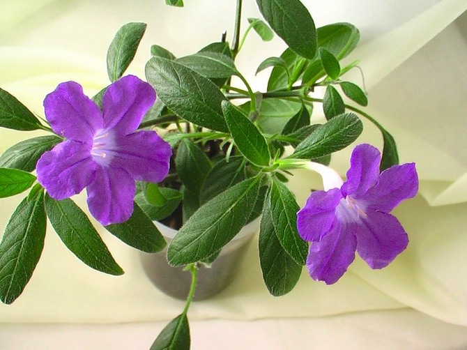 تقاوم Ruellia مجموعة متنوعة من الآفات والأمراض جيدًا