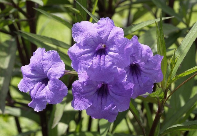 Ruellia - hjemmepleje. Dyrkning, transplantation og reproduktion af ruelia. Beskrivelse, typer, fotos