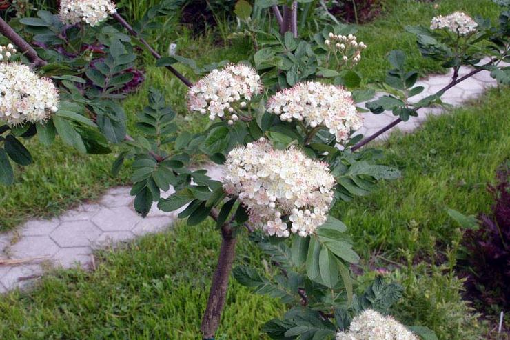 Κανόνες φροντίδας Rowan