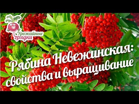 Rowan Nevezhinskaya: pihlajan hyödyllisiä ominaisuuksia ja kasvuolosuhteita #urozhainye_gryadki