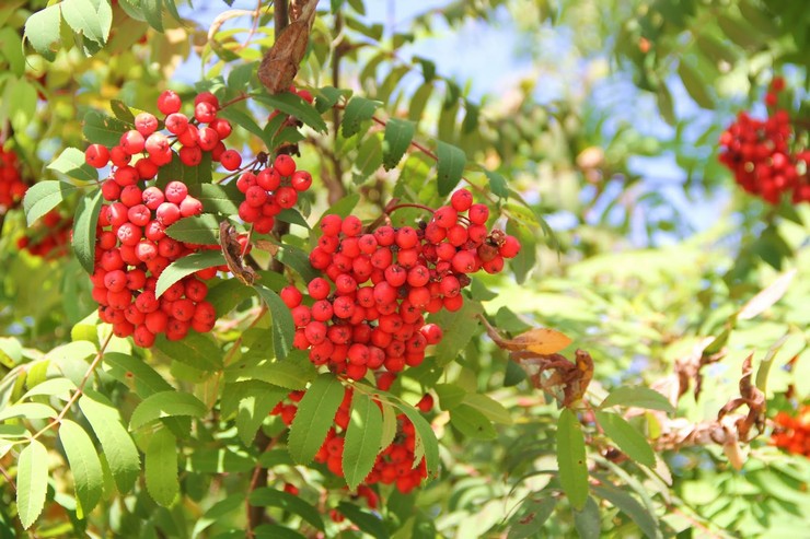 Rowan - plantning og pleje i det åbne felt. Rowan dyrkning, avlsmetoder. Beskrivelse. Foto