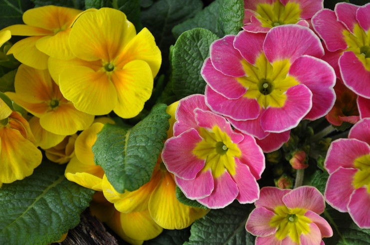 Primrose blomst beskrivelse