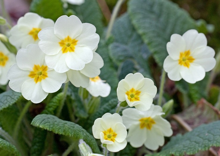 Haveblomster: plantning og pleje på det åbne felt, vokser fra frø