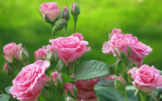 Roser - grundlæggende regler for dyrkning og pleje