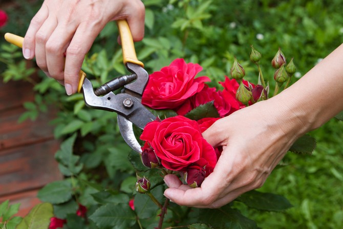 Alle visne blomster og absolut alle skud beskæres.