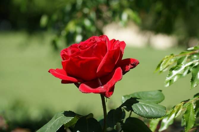 Roser. Voksende og omsorg for roser. Plantning og avl