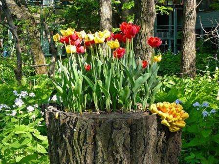 Et blomsterbed fra en gammel stub