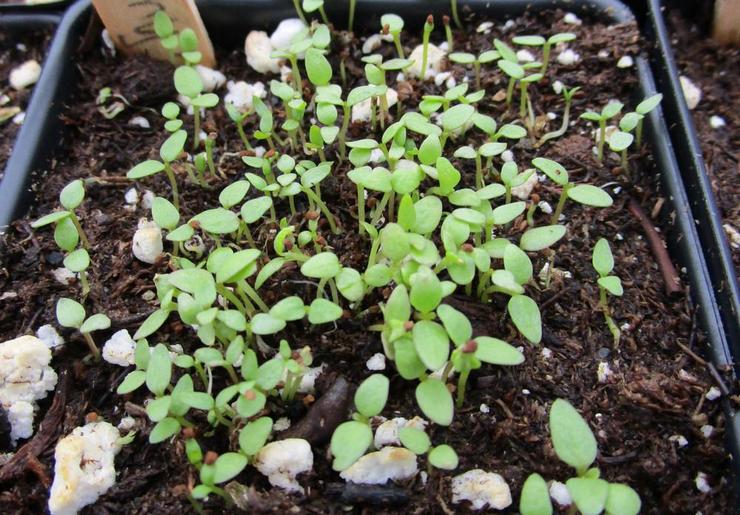 Voksende salpiglossis fra frø