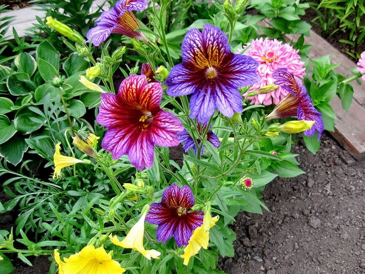 Salpiglossis pleje i haven