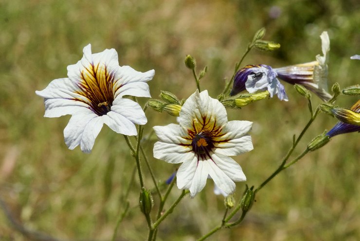 Typer og sorter af salpiglossis