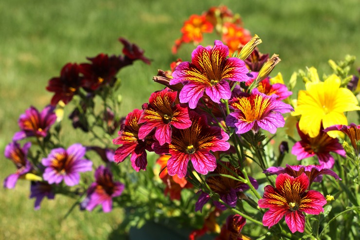 Salpiglossis: زراعة ورعاية في الحقول المفتوحة ، وتنمو من البذور