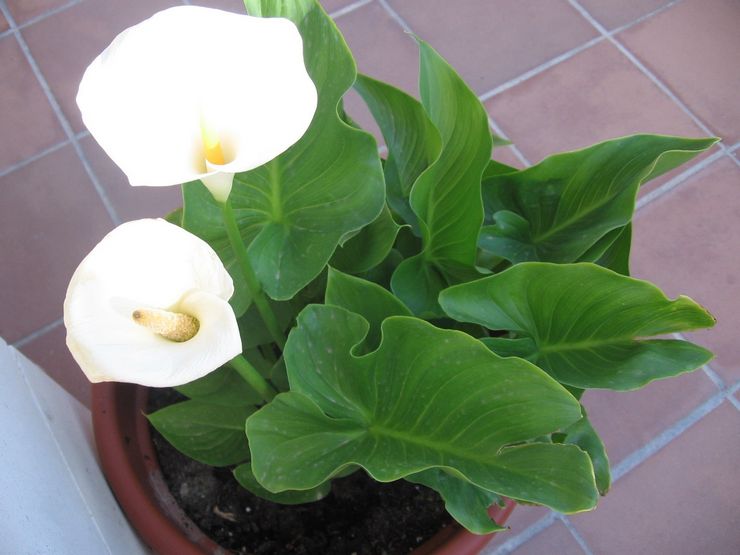 Calla Ethiopian