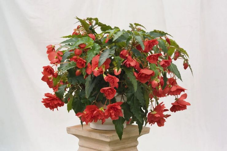 Begonia