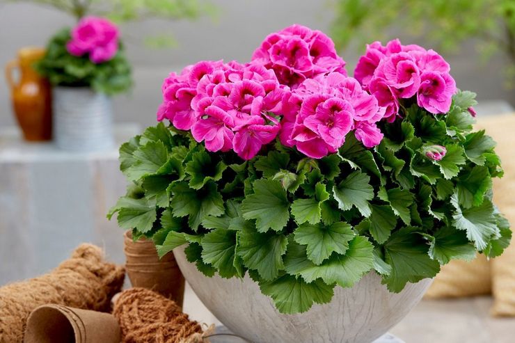 Pelargonium (alebo pelargónie)