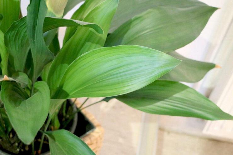 Aspidistra