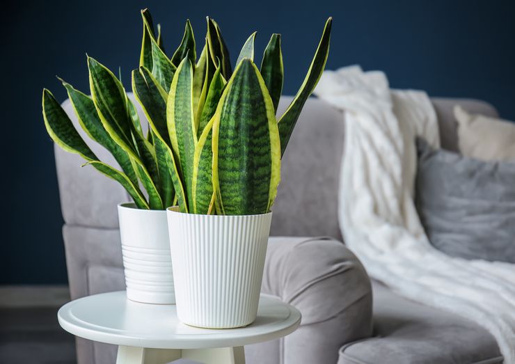 Sansivieria