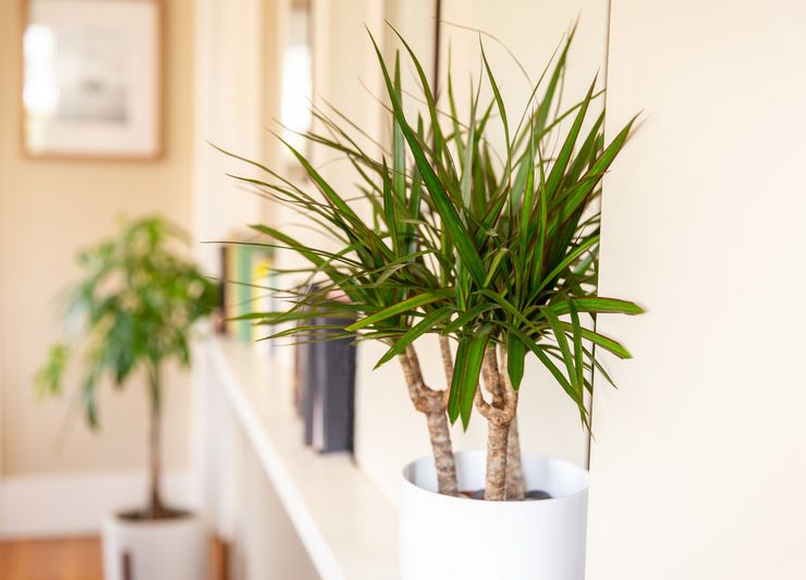 Dracaena