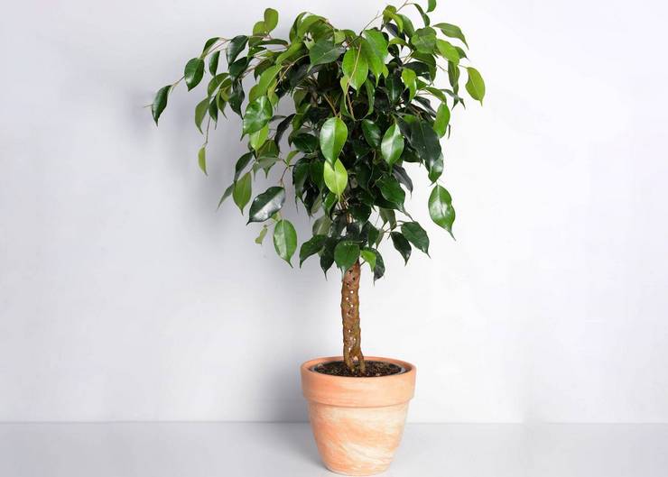 Ficus