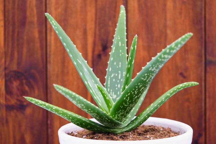 Aloe (eller agave)