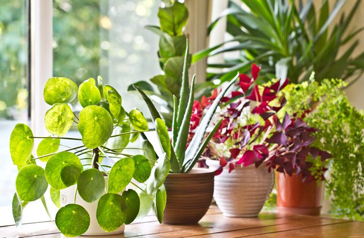 Planter med dekorativt løv