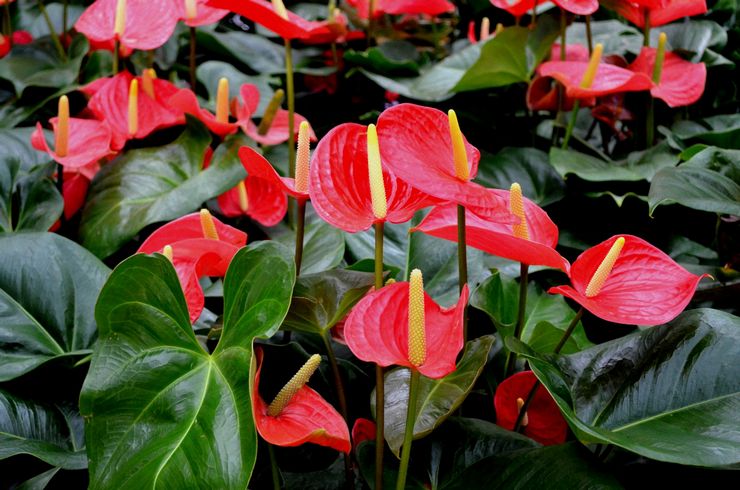 Anthurium