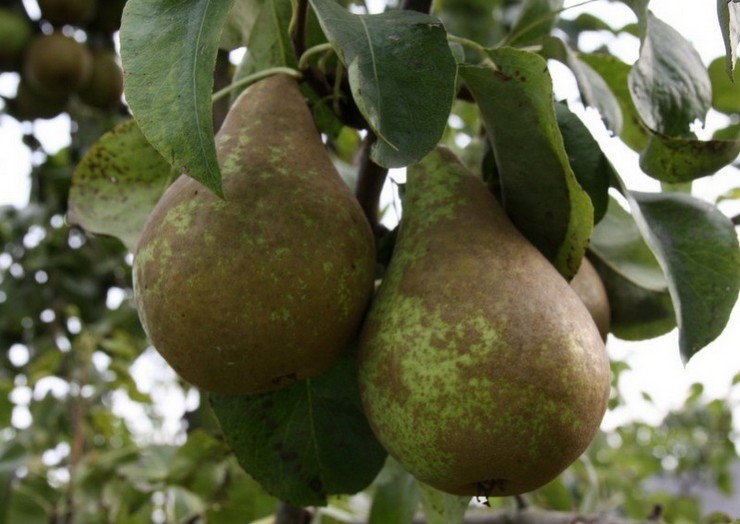 Pear Bere Ardanpon