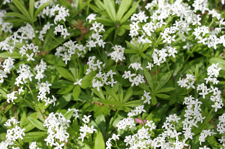 Tuoksuva bedstraw