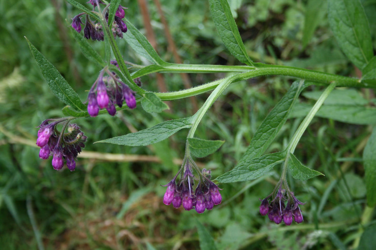 Comfrey