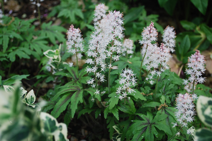 Tiarella